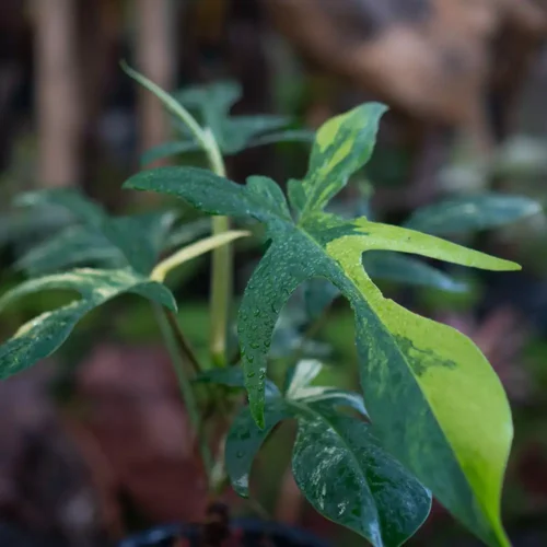 Philodendron Florida Beauty 1