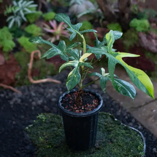 Philodendron Florida Beauty