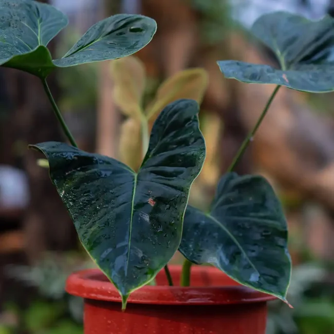 Philodendron Lupinum 2