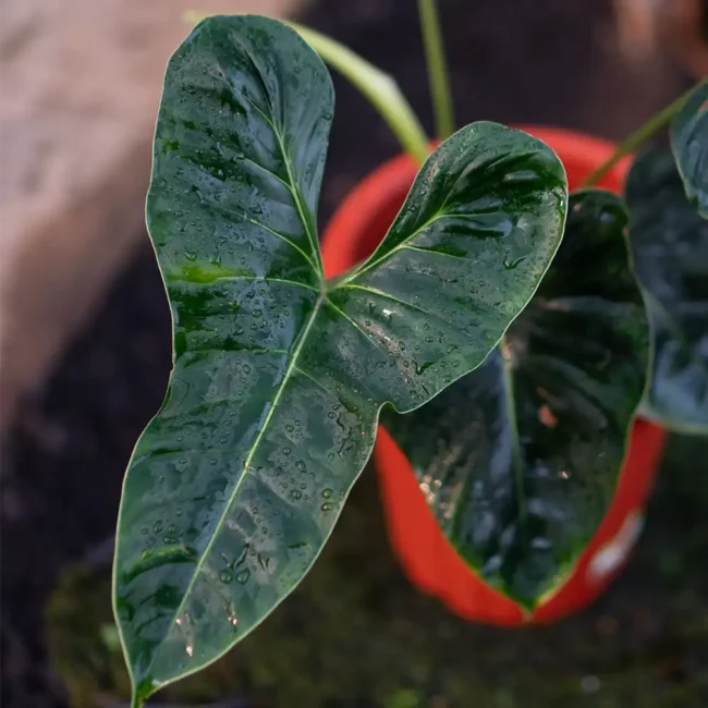 Philodendron Lupinum 3