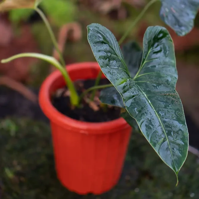 Philodendron Lupinum 4