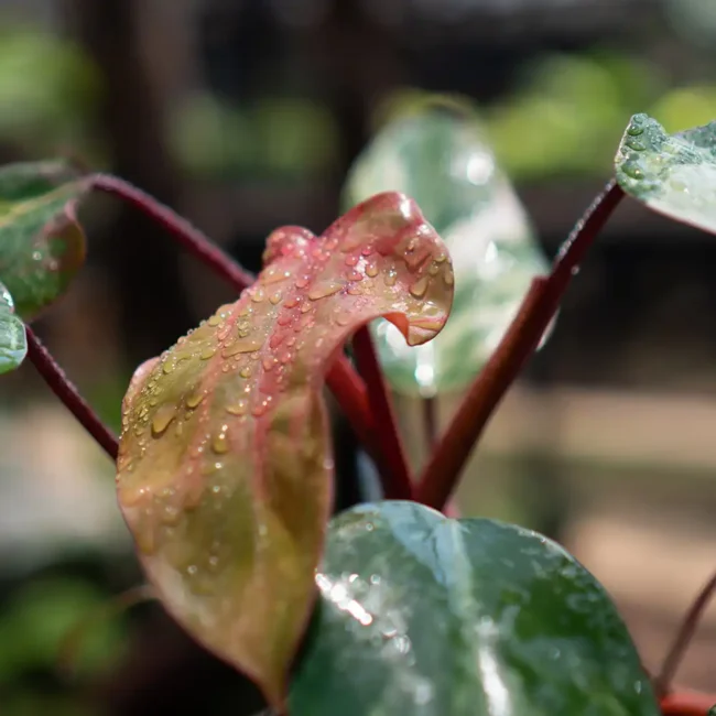 Philodendron Strawberry Shake 3